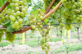 Les ceps de vigne touchés par la flavescence dorée doivent être enlevés et détruits.